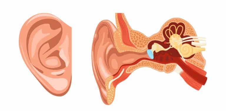 Le fonctionnement de l’oreille : tout savoir